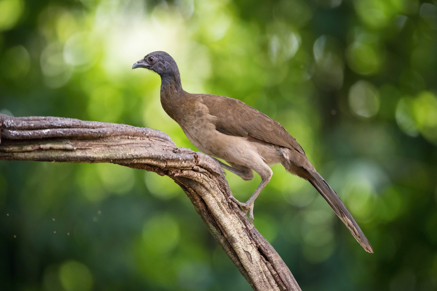 čačalaka šedohlavá (Ortalis cinereiceps) Grey-headed chachalaca