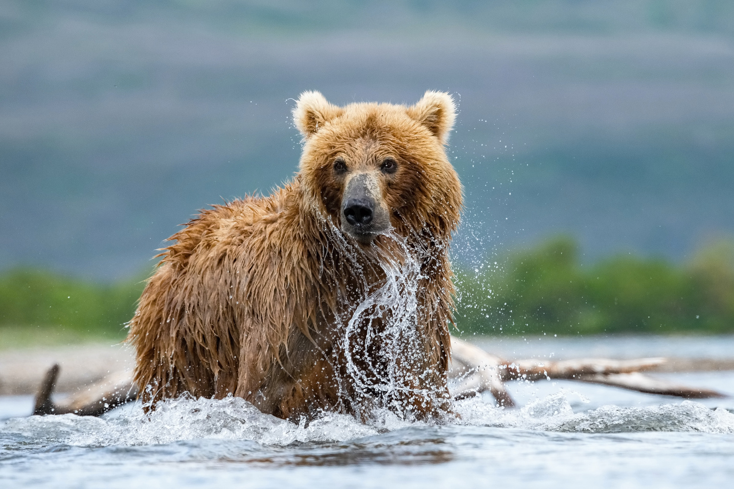 medvěd hnědý kamčatský (Ursus arctos beringianus) Kamchatka brown bear