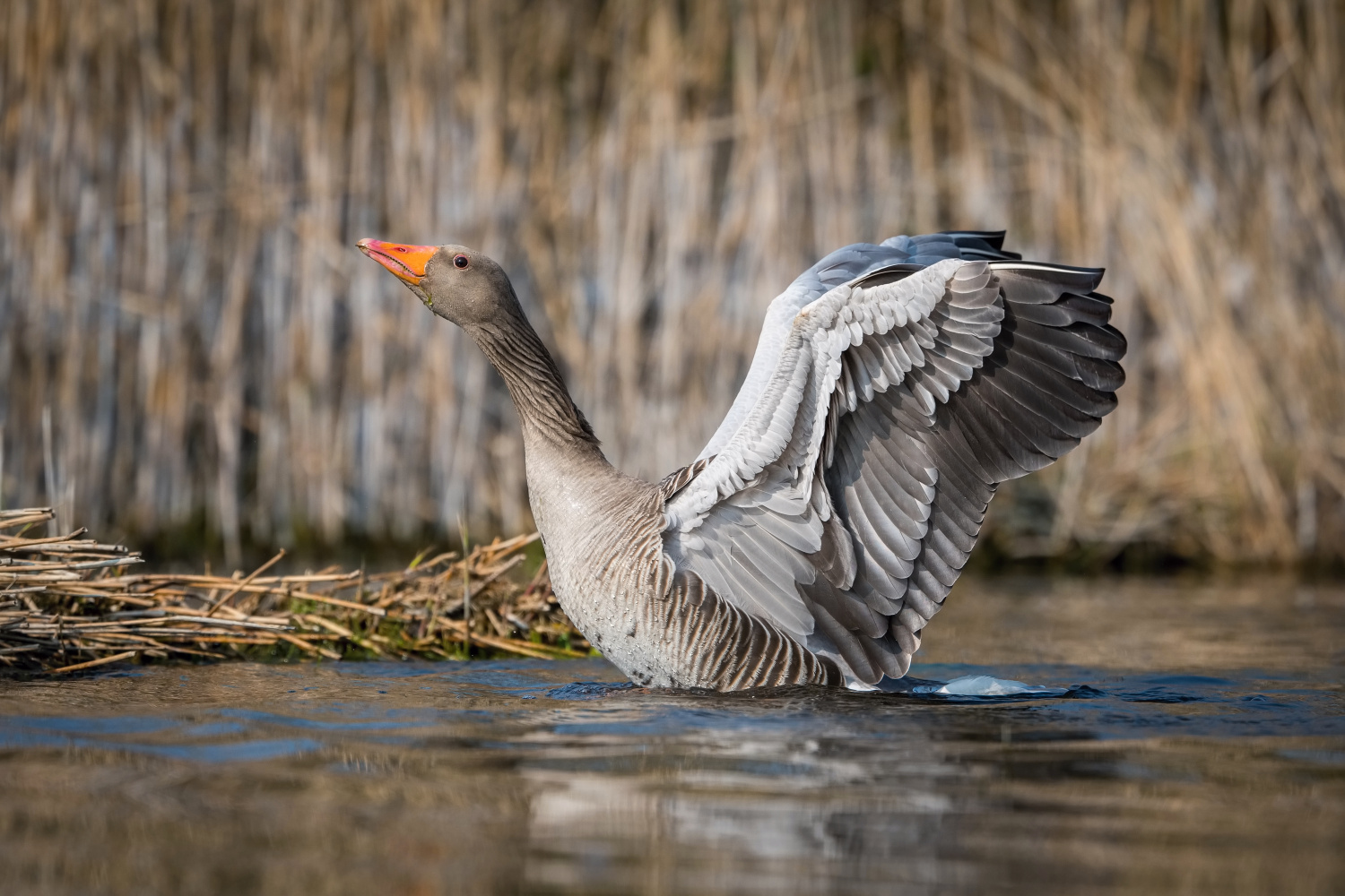 husa velká (Anser anser) Greylag goose