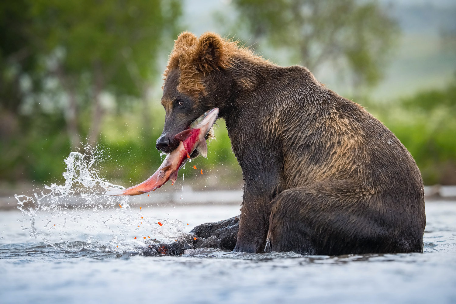 medvěd hnědý kamčatský (Ursus arctos beringianus) Kamchatka brown bear