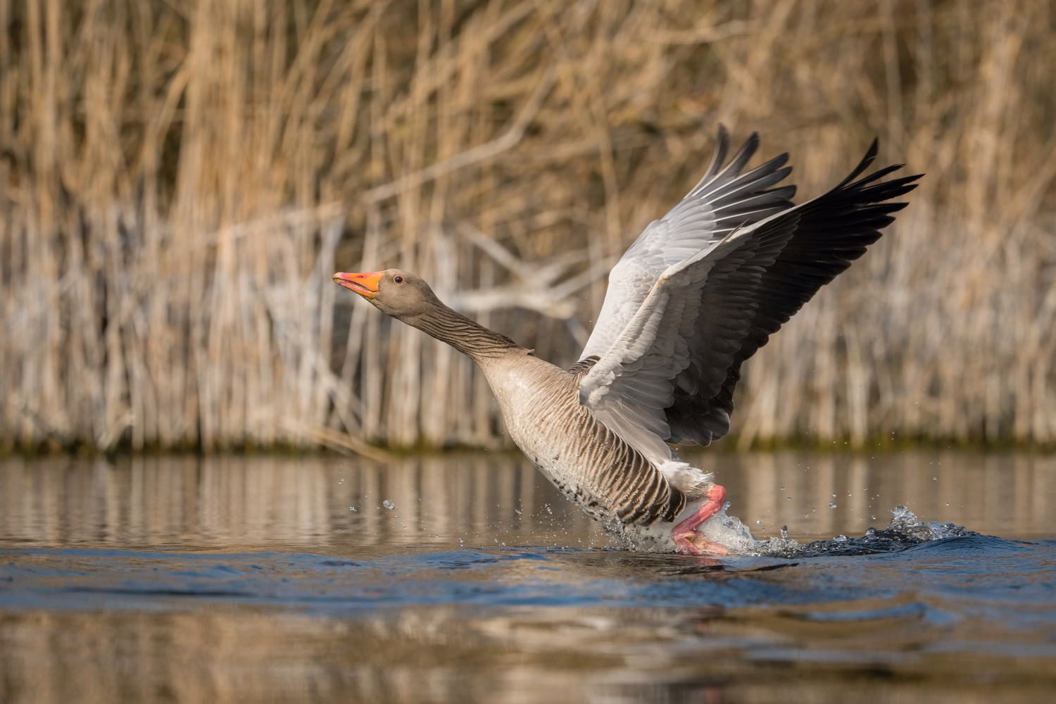 husa velká (Anser anser) Greylag goose