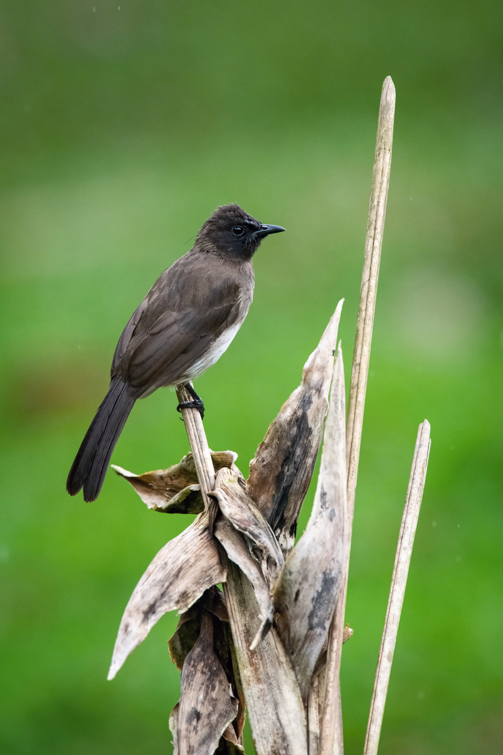 bulbul zahradní (pycnonotus barbatus) Common bulbul