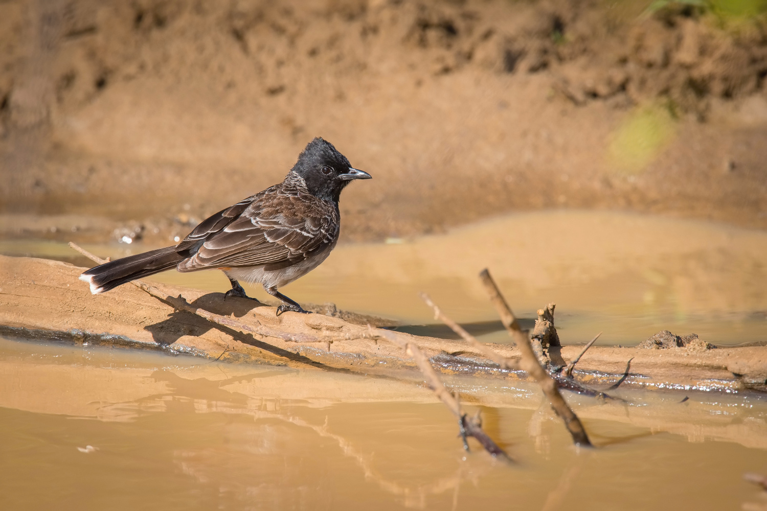 bulbul šupinkový (Pycnonotus cafer) Red-vented bulbul