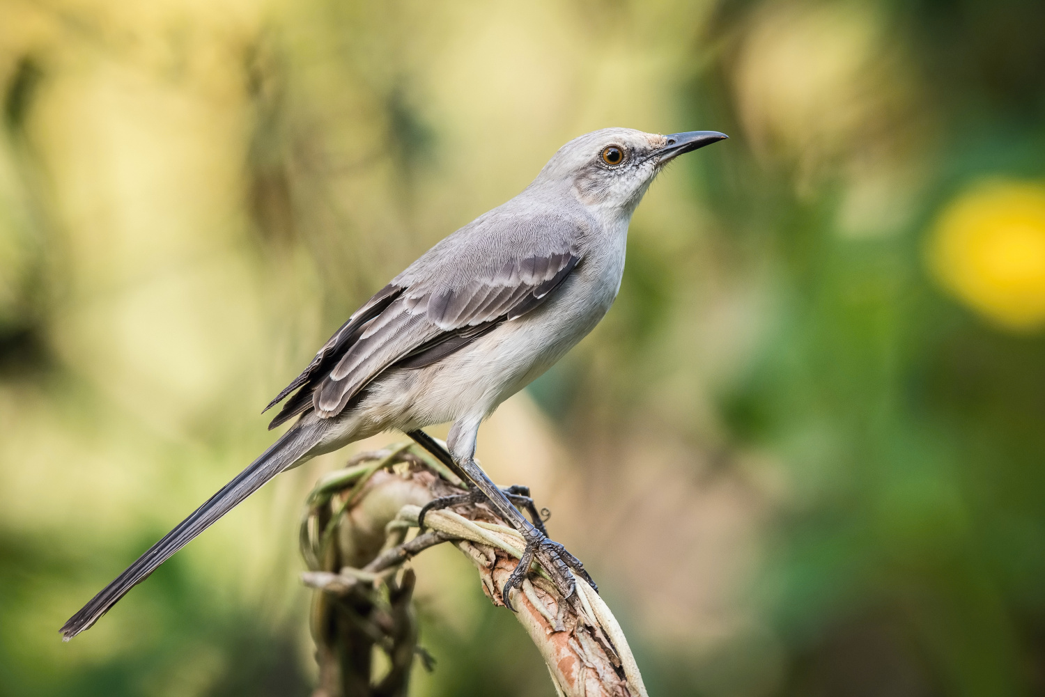 drozdec tropický (Mimus gilvus) Tropical mockingbird