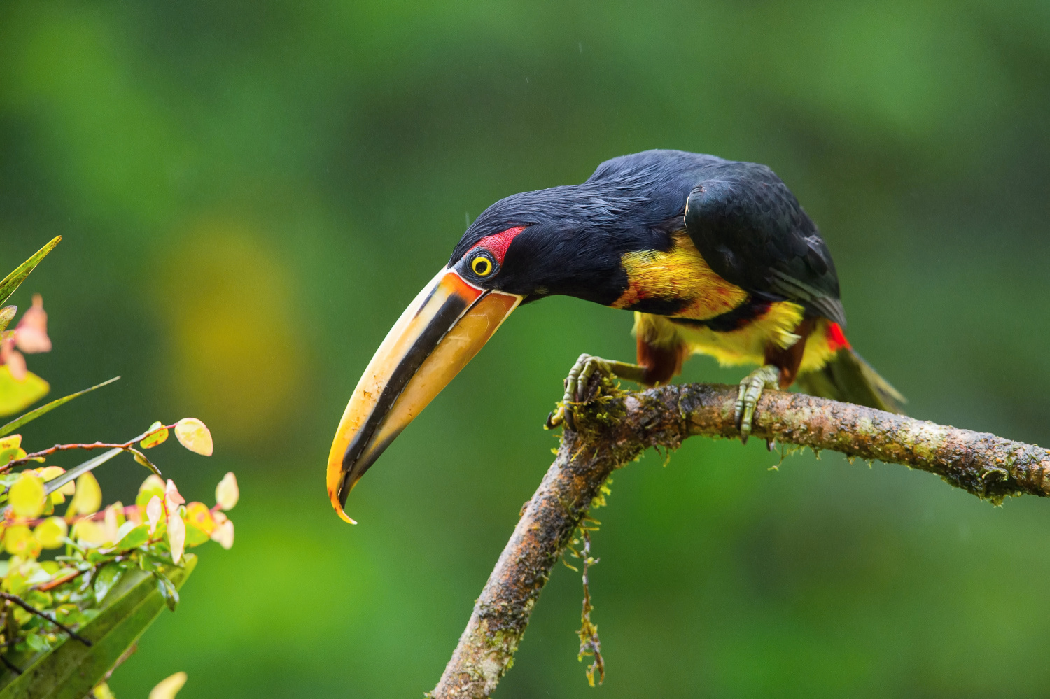 arassari pestrý (Pteroglossus erythropygius) Pale-mandibled aracari