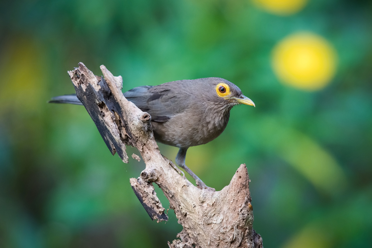 drozd olivovohnědý (Turdus nudigenis) Spectacled thrush