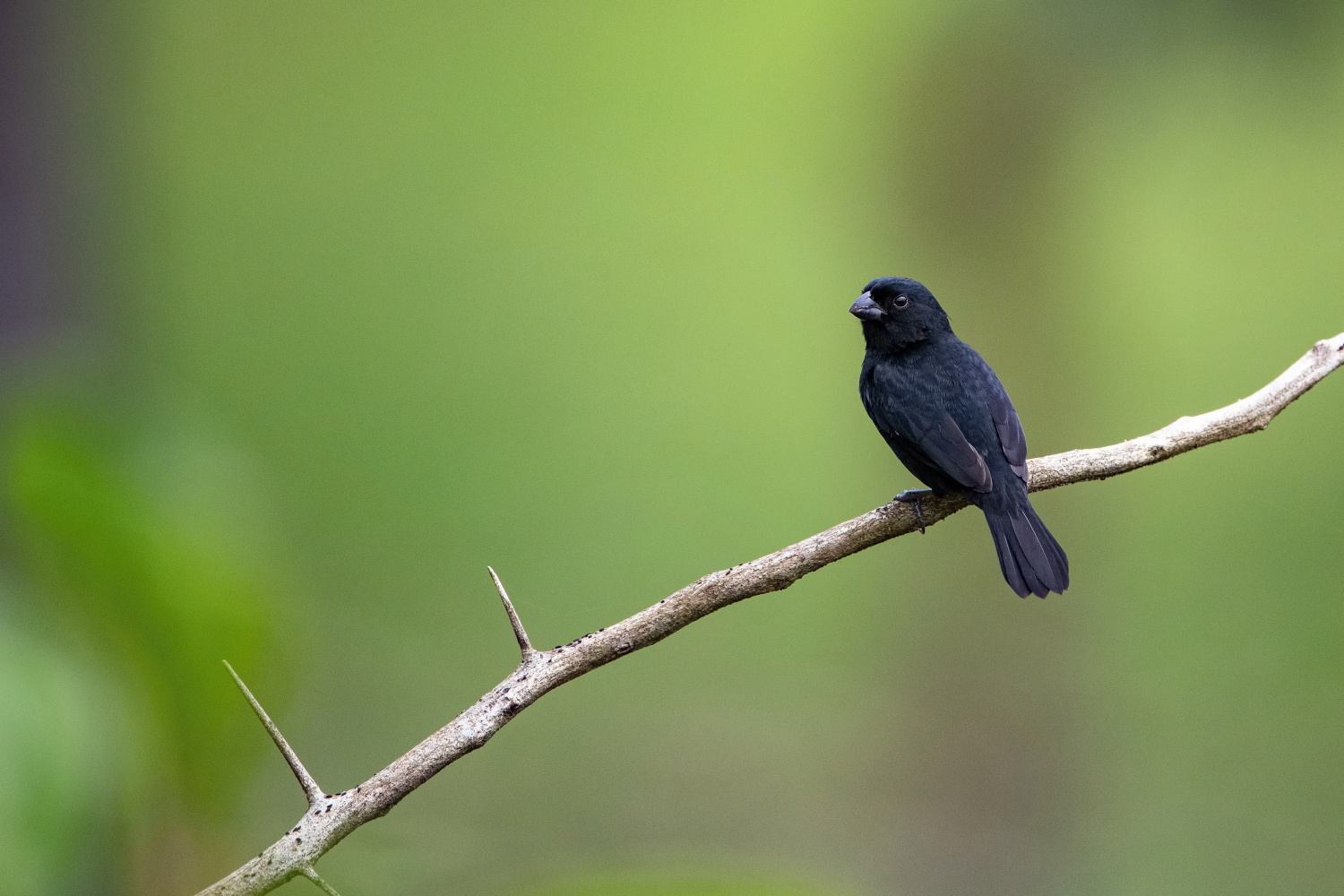 jakarini modročerný (Volatinia jacarina) Blue-black grassquit