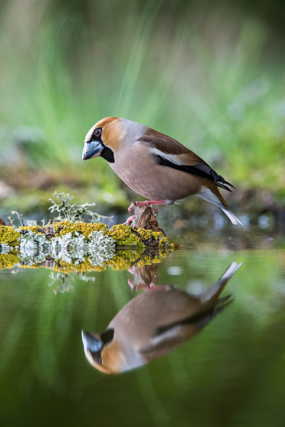 dlask tlustozobý (Coccothraustes coccothraustes) Hawfinch