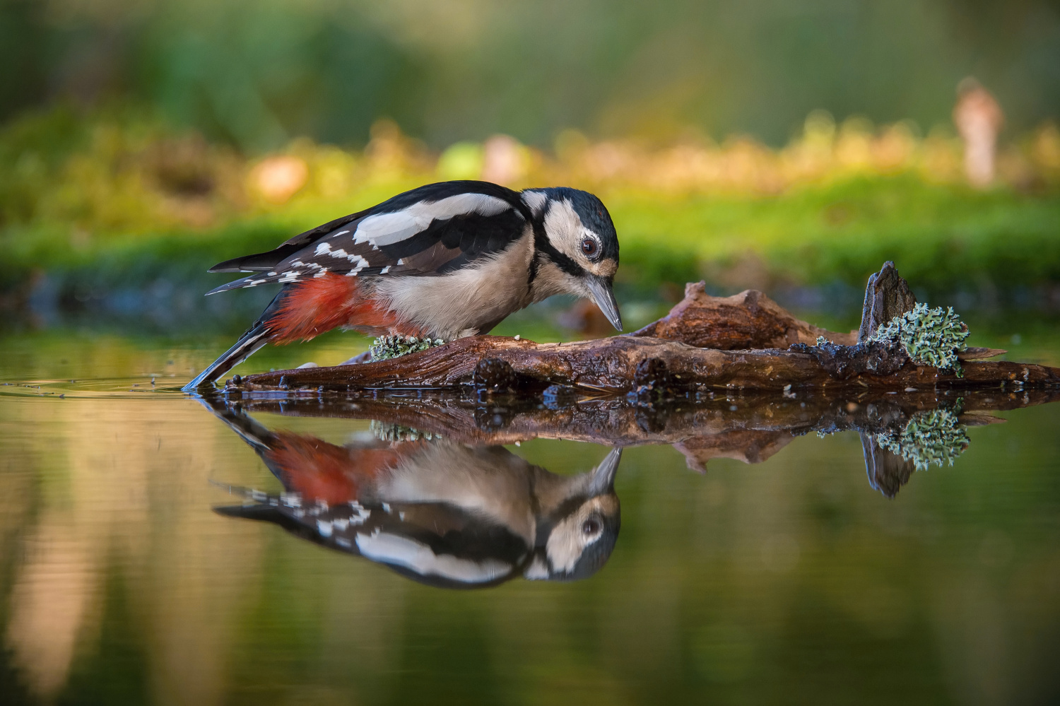 strakapoud velký (Dendrocopos major) Great spotted woodpecker