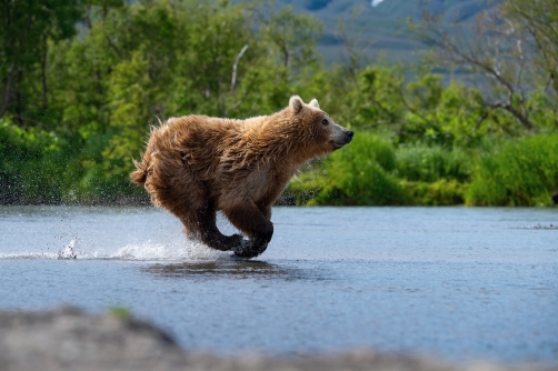 medvěd hnědý kamčatský (Ursus arctos...